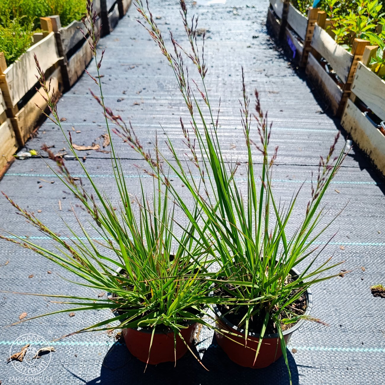 Obrázok Bezkolenec modrý (Molinia caerulea) ‘EDITH DUDSZUS’ -kont. C1,5L